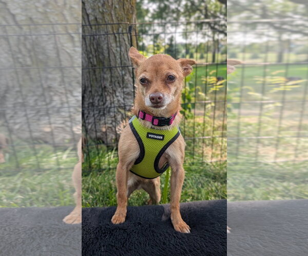 Medium Photo #1 Chihuahua Puppy For Sale in Sioux Falls, SD, USA