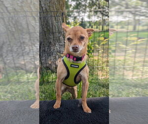 Chihuahua Dogs for adoption in Sioux Falls, SD, USA