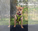 Small Chihuahua