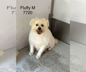 Maltese-Unknown Mix Dogs for adoption in Studio City, CA, USA
