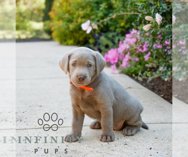Medium Photo #3 Labrador Retriever Puppy For Sale in NARVON, PA, USA
