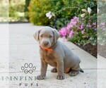 Small #2 Labrador Retriever