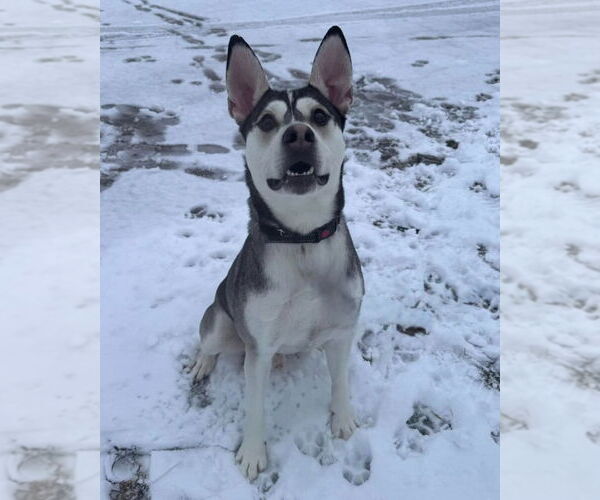Medium Photo #1 Siberian Husky-Unknown Mix Puppy For Sale in Muskegon, MI, USA