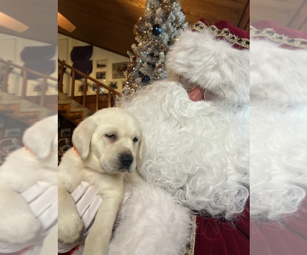 Medium Photo #6 Labrador Retriever Puppy For Sale in NEOLA, WV, USA