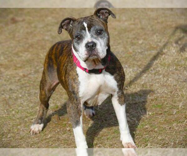 Medium Photo #4  Puppy For Sale in , 