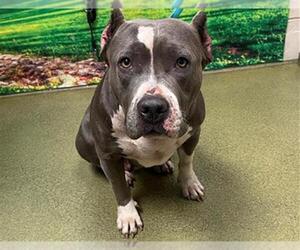 American Pit Bull Terrier Dogs for adoption in Moreno Valley, CA, USA