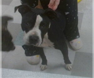 Mutt Dogs for adoption in Oklahoma City, OK, USA