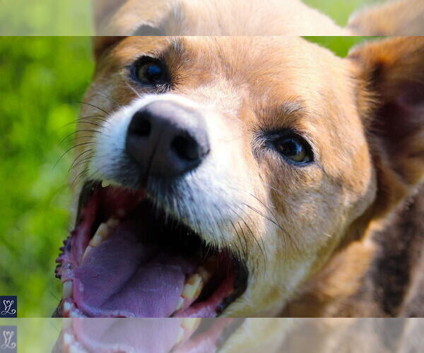 Medium Photo #17 Mutt Puppy For Sale in Lockport, NY, USA