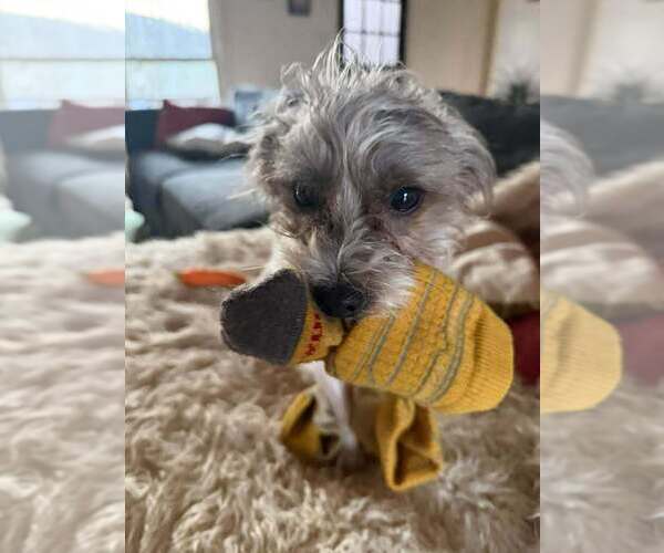 Medium Photo #3 Mutt Puppy For Sale in Candler, NC, USA