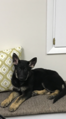 German Shepherd Dog Puppy for sale in CANTON, OH, USA