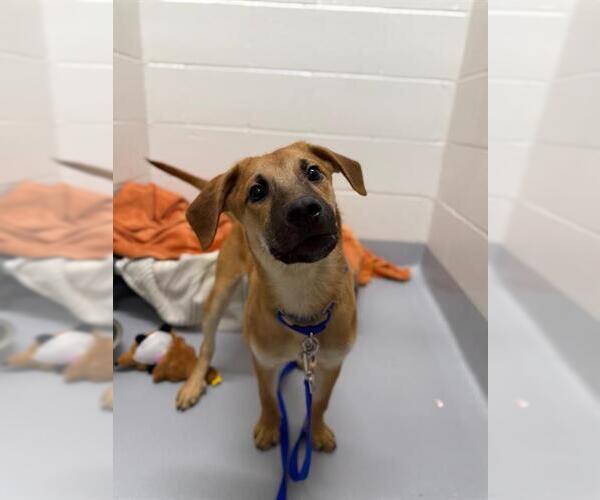 Medium Photo #1 Shepradors Puppy For Sale in Boston, MA, USA