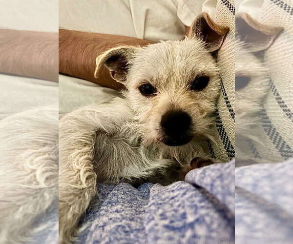Medium Photo #5 Maltese-Unknown Mix Puppy For Sale in Omaha, NE, USA