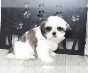 Shih Tzu Puppy for sale in MARIETTA, GA, USA