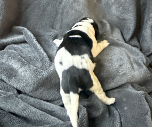 Medium Photo #5 Newfoundland Puppy For Sale in SAXTONS RIVER, VT, USA