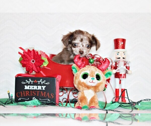 Medium Photo #17 Chihuahua Puppy For Sale in CHARLESTON, AR, USA