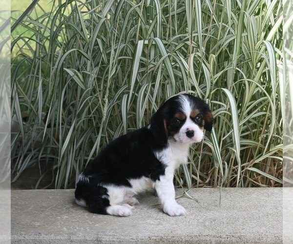 Medium Photo #3 Cavalier King Charles Spaniel Puppy For Sale in MILLERSBURG, OH, USA