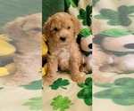 Small Photo #10 Cockapoo Puppy For Sale in PIONEER, CA, USA