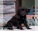 Small #3 Labrador Retriever-Miniature Bernedoodle Mix