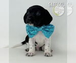 Small Chiweenie