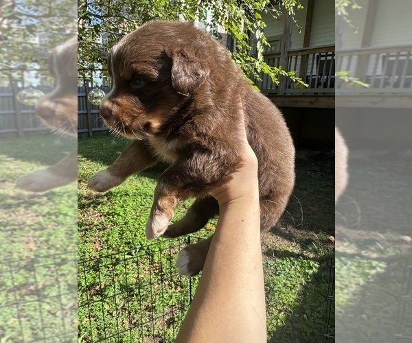 Medium Photo #4 Australian Shepherd Puppy For Sale in WHITES CREEK, TN, USA