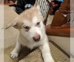 Small Photo #2 Alaskan Malamute Puppy For Sale in GILROY, CA, USA