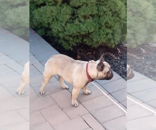 Medium Photo #1 French Bulldog Puppy For Sale in COLONIA, NJ, USA