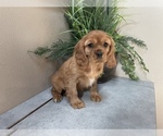 Puppy 1 Cavalier King Charles Spaniel