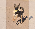 Small #4 German Shepherd Dog Mix