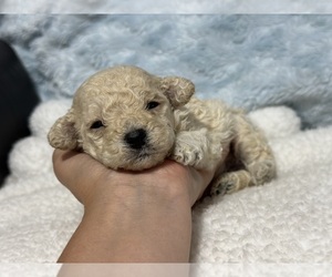 Poodle (Toy) Puppy for sale in CAMPBELLSVILLE, KY, USA