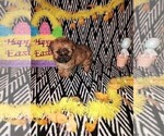 Small Photo #10 Poodle (Toy) Puppy For Sale in LAPEER, MI, USA