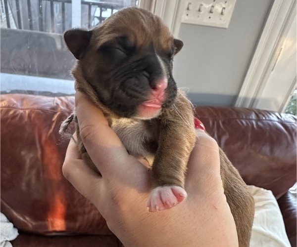 Medium Photo #13 Boxer Puppy For Sale in EAST FREETOWN, MA, USA