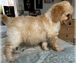 Small Photo #60 Goldendoodle (Miniature) Puppy For Sale in PENSACOLA, FL, USA