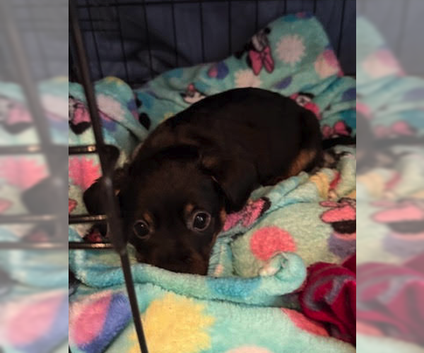 Medium Photo #3 Mutt Puppy For Sale in Plainfield, IL, USA