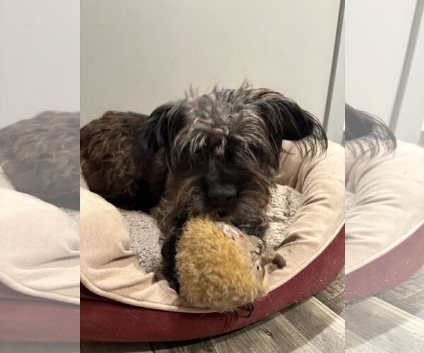 Medium Photo #2 Cairn Terrier-Unknown Mix Puppy For Sale in Mount Pleasant, SC, USA