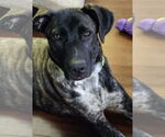Small #2 Great Dane-Labrador Retriever Mix