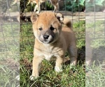 Small #1 Shiba Inu