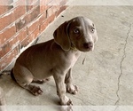 Small Photo #10 Weimaraner Puppy For Sale in WHITE HALL, AR, USA