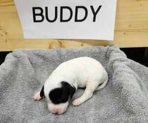 Medium English Setter