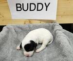 Puppy Buddy English Setter