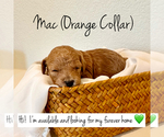 Puppy Mac Poodle (Toy)