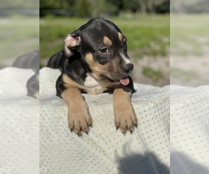 American Staffordshire Terrier Puppy for sale in MIMS, FL, USA