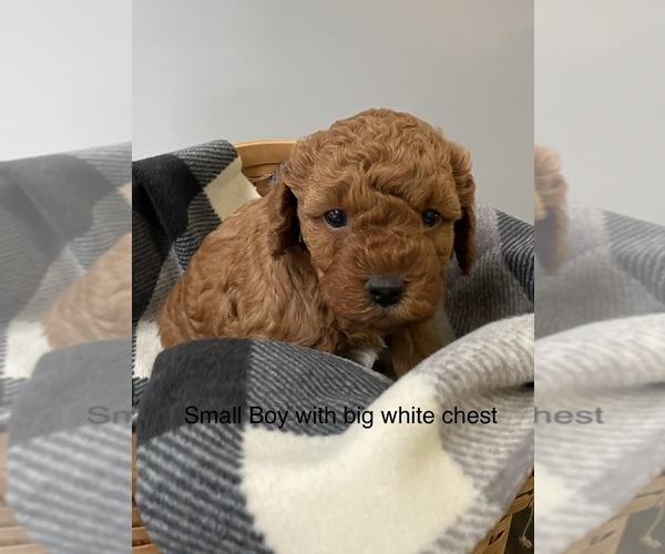 Medium Photo #1 Miniature Labradoodle Puppy For Sale in ELSTONVILLE, PA, USA