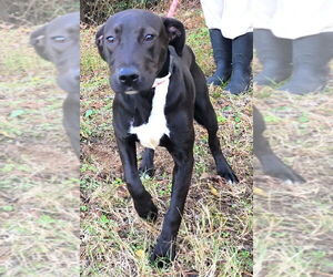 Labrador Retriever-Unknown Mix Dogs for adoption in Wetumpka, AL, USA