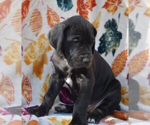 Great Dane Puppy for sale in ALVARADO, TX, USA