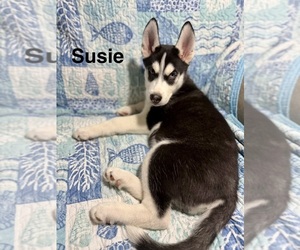 Siberian Husky Puppy for sale in LEVITTOWN, PA, USA
