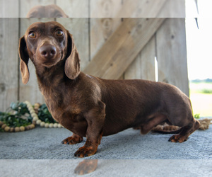 Father of the Dachshund puppies born on 01/13/2026