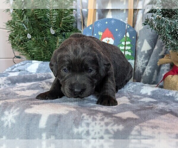 Medium Photo #3 Labrador Retriever Puppy For Sale in PALMYRA, VA, USA