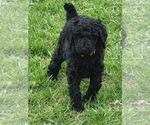Small Photo #9 Poodle (Standard) Puppy For Sale in WEBSTER, MN, USA