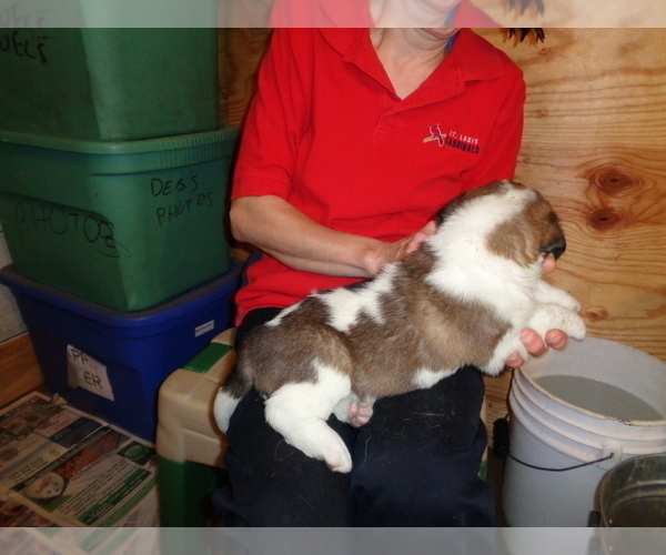 Medium Photo #2 Saint Bernard Puppy For Sale in IMPERIAL, MO, USA