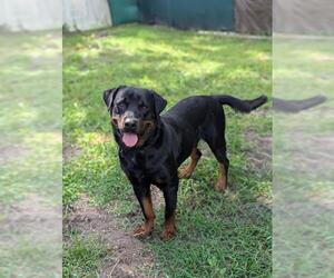 Rottweiler Dogs for adoption in Palmetto, FL, USA